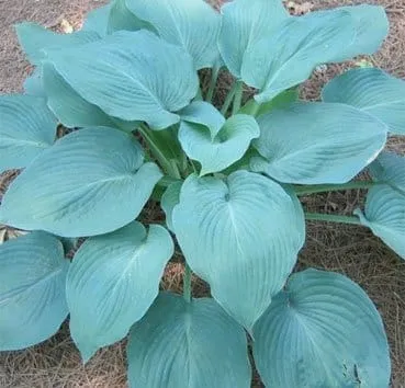 Хоста Blue angel