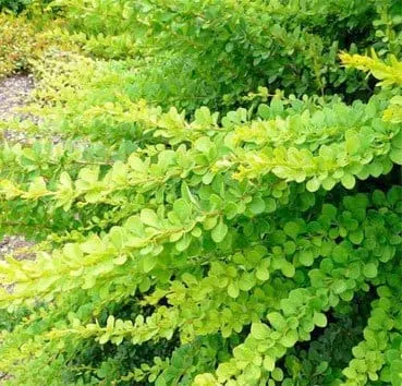 Барбарис тунберга Green carpet