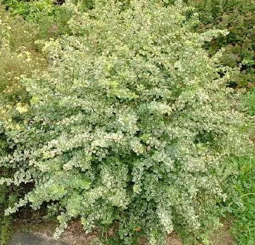 Барбарис тунберга Green ornament