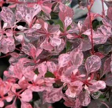 Барбарис тунберга Pink queen