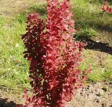 Барбарис тунберга Red rocket