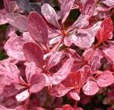 Барбарис тунберга Rose glow