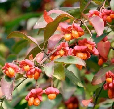 Бересклет европейский Red cascade