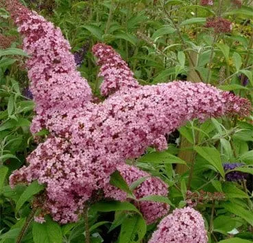 Буддлея давида Pink delight