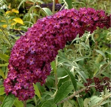 Буддлея давида Royal red