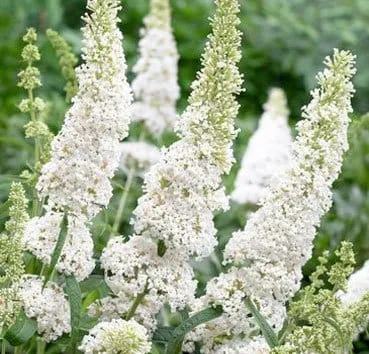 Буддлея давида White profusion