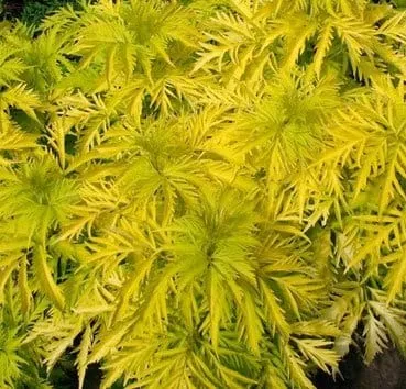 Бузина красная Plumosa aurea
