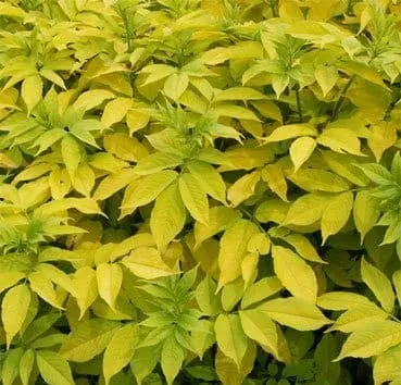 Бузина черная Aurea