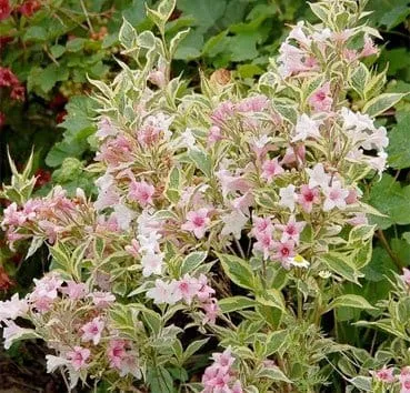 Вейгела цветущая Nana variegata