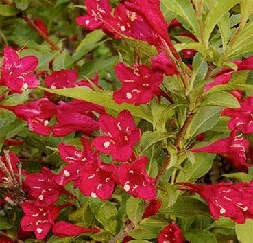 Вейгела Red prince