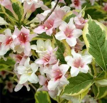 Вейгела цветущая Variegata
