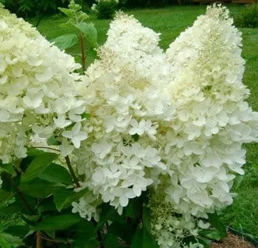 Гортензия метельчатая Grandiflora