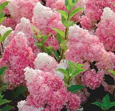 Гортензия метельчатая Vanille fraise