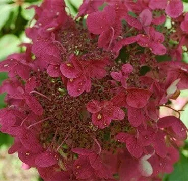 Гортензия метельчатая Wims red