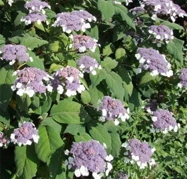 Гортензия шершавая Macrophylla