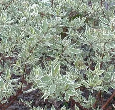 Дёрен белый Sibirica variegata