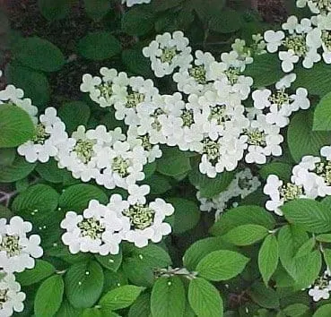 Калина складчатая Lanarth