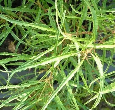 Крушина ломкая Asplenifolia