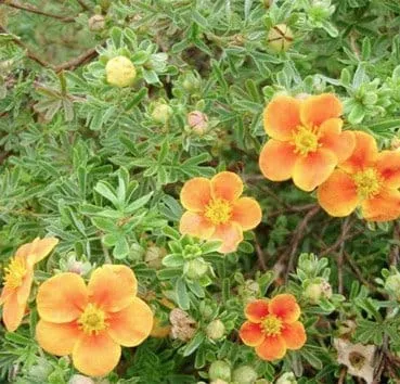 Лапчатка кустарниковая Hopleys orange