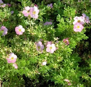 Лапчатка кустарниковая Lovely pink