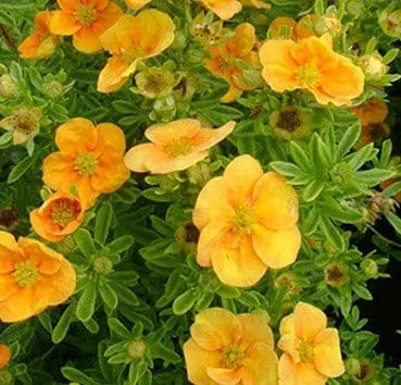 Лапчатка кустарниковая Mango tango