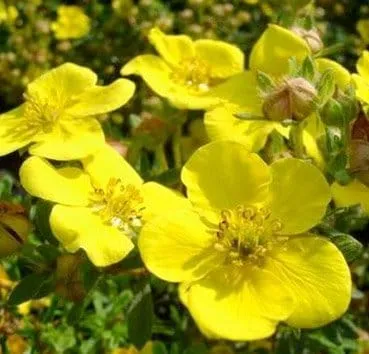 Лапчатка кустарниковая Sommerflor