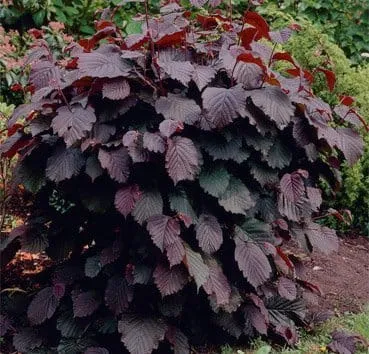 Лещина обыкновенная Purpurea