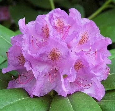 Рододендрон Catawbiense grandiflorum