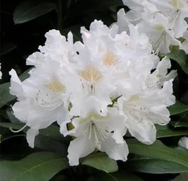 Рододендрон гибридный Cunninghams white