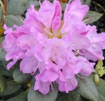 Рододендрон гибридный Roseum elegans