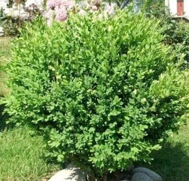 Самшит вечнозелёный