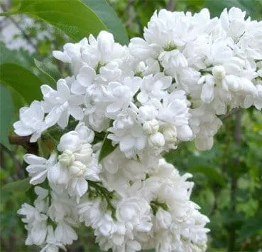 Сирень обыкновенная Mme lemoine