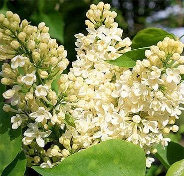 Сирень обыкновенная Primrose