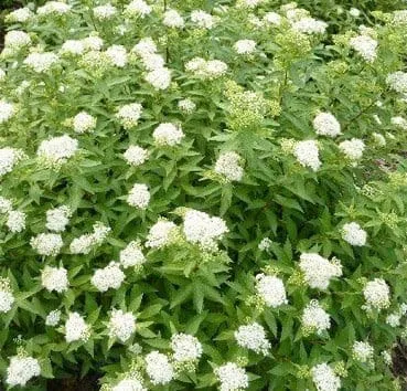 Спирея японская Albiflora