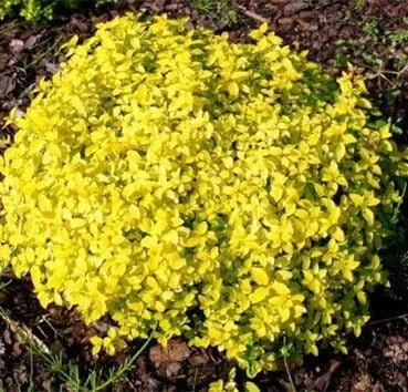 Спирея японская Golden carpet