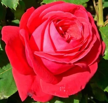 Роза чайно гибридная Dame de coeur