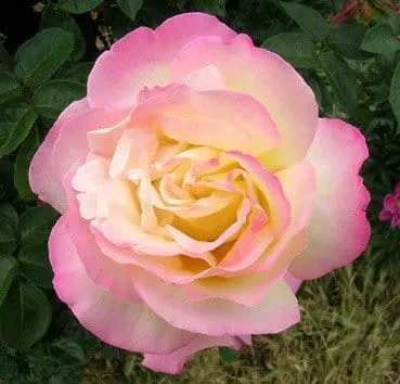 Роза чайно гибридная Peace