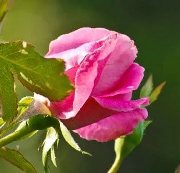 Роза чайно гибридная Pink favorit