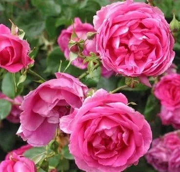 Роза плетистая Pink cloud