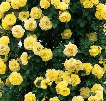 Роза плетистая Royal gold