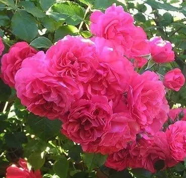 Роза миниатюрная The fairy pink