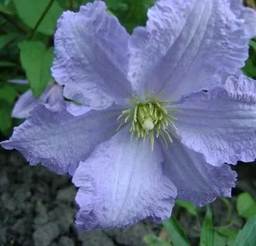 Клематис błękitny anioł Blue angel