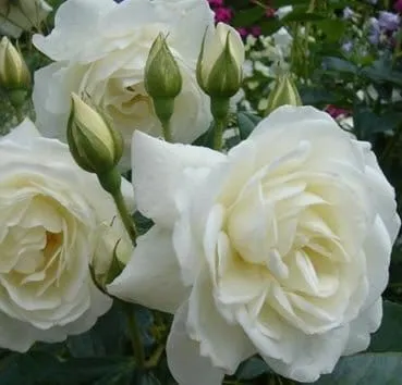 Роза плетистая Camelia