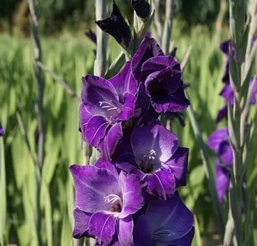 Violetta