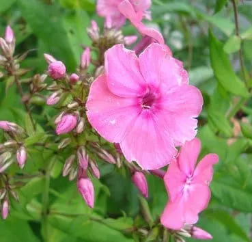 Флокс Pink