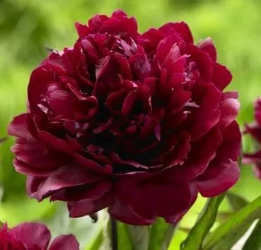 Пион Black beauty