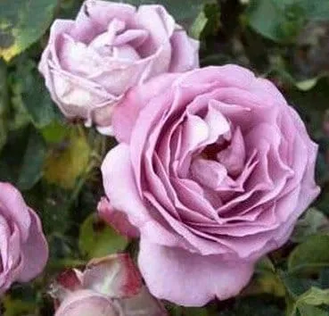 Роза плетистая Lavender perfum