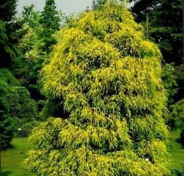Кипарисовик горохоплодный Filifera aurea