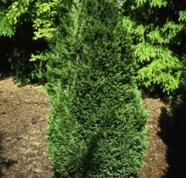 Кипарисовик лавсона Green pillar