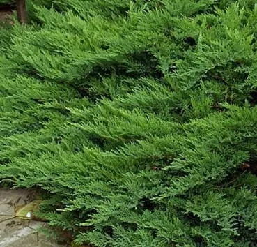 Можжевельник казацкий Tamariscifolia